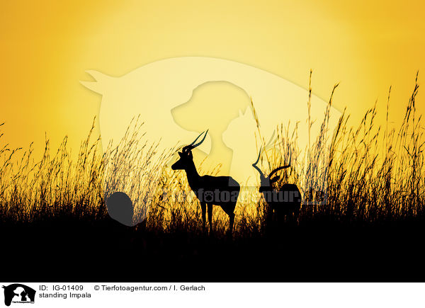 stehende Impala / standing Impala / IG-01409