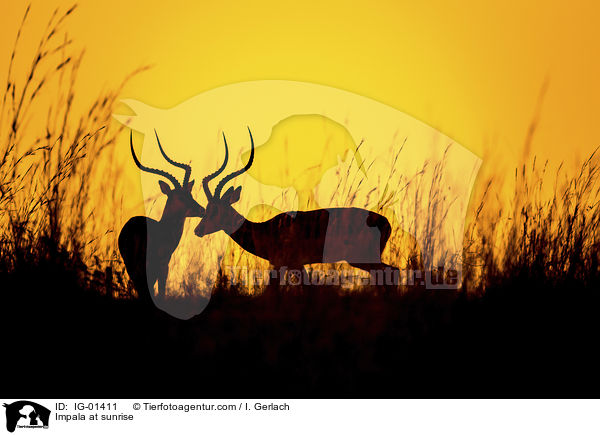 Impala im Sonnenaufgang / Impala at sunrise / IG-01411
