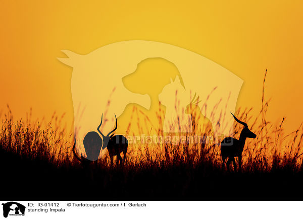 stehende Impala / standing Impala / IG-01412