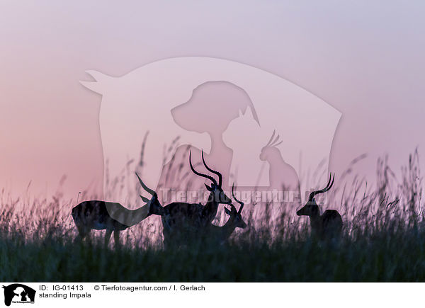 stehende Impala / standing Impala / IG-01413