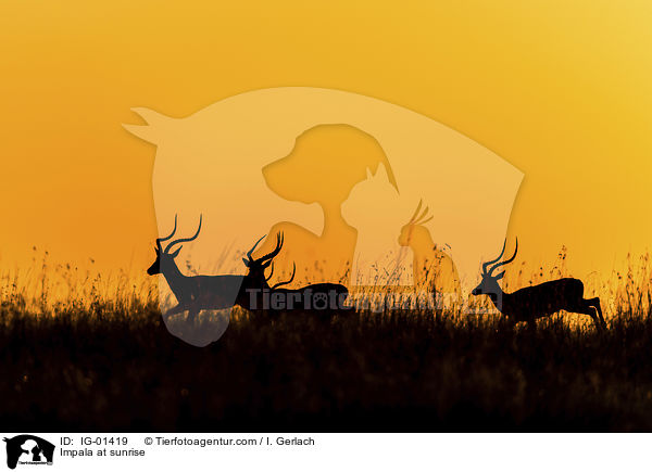 Impala im Sonnenaufgang / Impala at sunrise / IG-01419