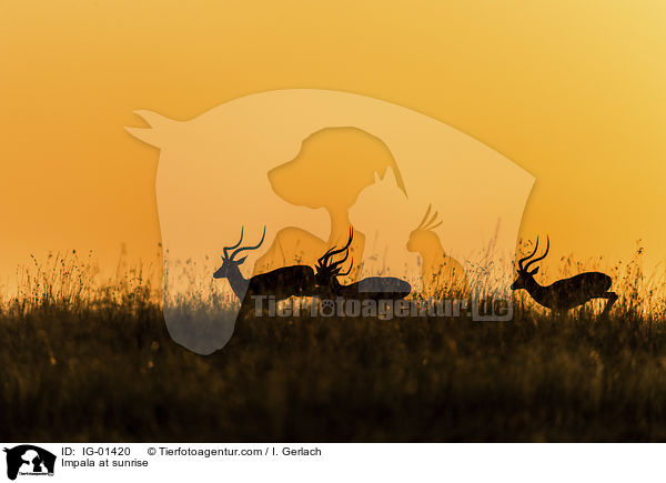 Impala im Sonnenaufgang / Impala at sunrise / IG-01420