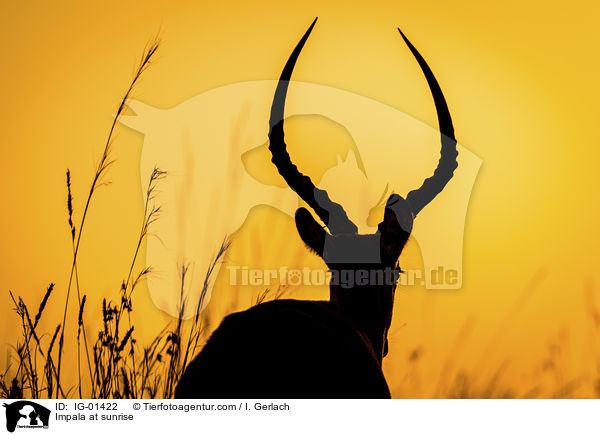 Impala im Sonnenaufgang / Impala at sunrise / IG-01422