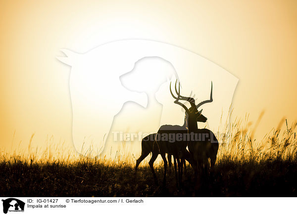 Impala im Sonnenaufgang / Impala at sunrise / IG-01427