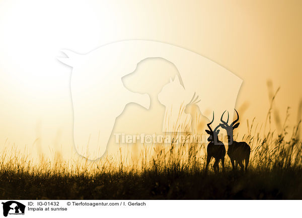 Impala im Sonnenaufgang / Impala at sunrise / IG-01432