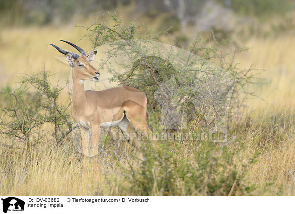 standing Impala / DV-03682