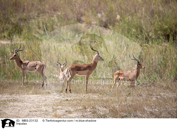 Schwarzfersenantilopen / Impalas / MBS-23132