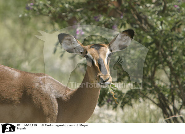 Impala / JM-18119
