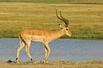 Impala