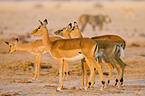 Impalas