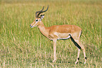 impala