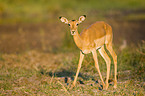 impala