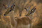 impalas