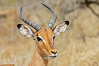 impala portrait