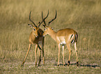 Impalas