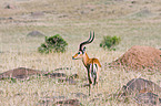 Impala