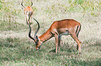 Impala