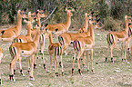Impalas
