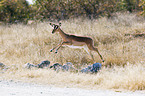 Impala