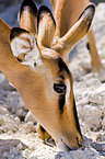 Impalas