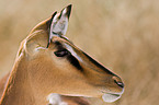 Impala