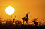 standing Impala