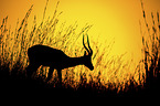 standing Impala