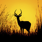 standing Impala