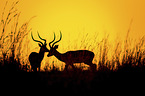Impala at sunrise