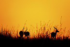 standing Impala