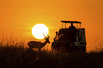 Impala at sunrise