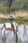 Impala with Hyaena