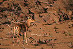 Impala