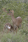 Impalas