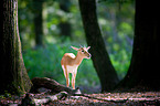 Indian blackbuck