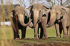 Indian Elephants