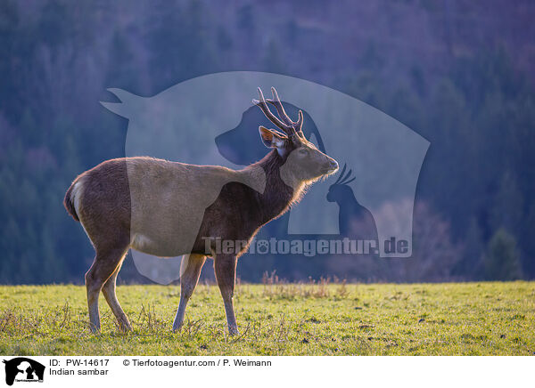 Sambar / Indian sambar / PW-14617