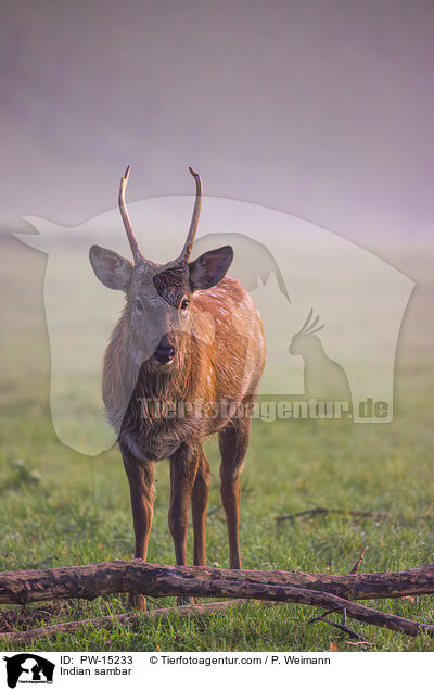 Sambar / Indian sambar / PW-15233