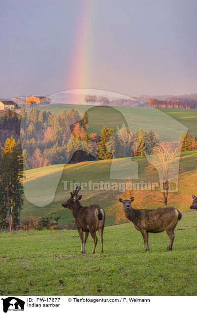 Sambar / Indian sambar / PW-17677