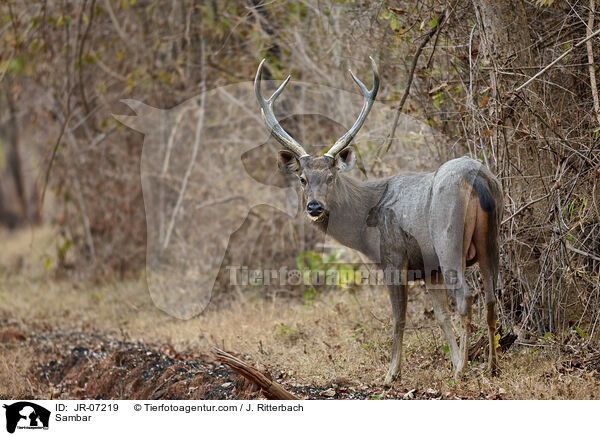 Sambar / Sambar / JR-07219