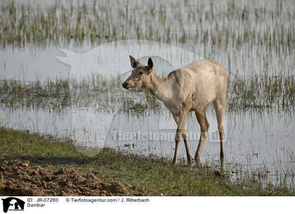 Sambar / Sambar / JR-07260