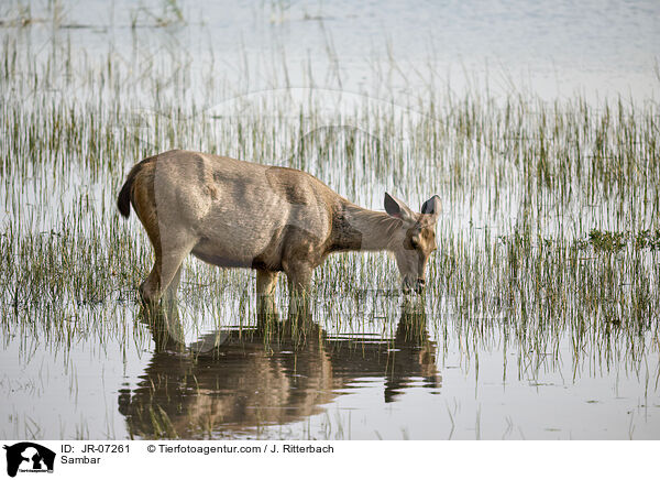 Sambar / Sambar / JR-07261