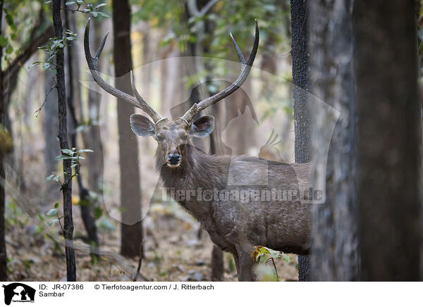 Sambar / Sambar / JR-07386