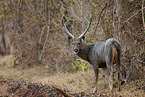 Sambar