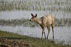 Sambar