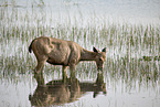 Sambar