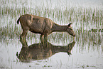 Sambar
