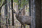 Sambar