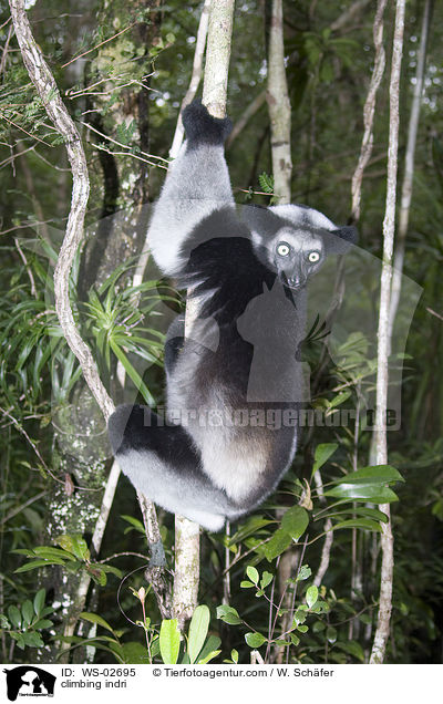 climbing indri / WS-02695