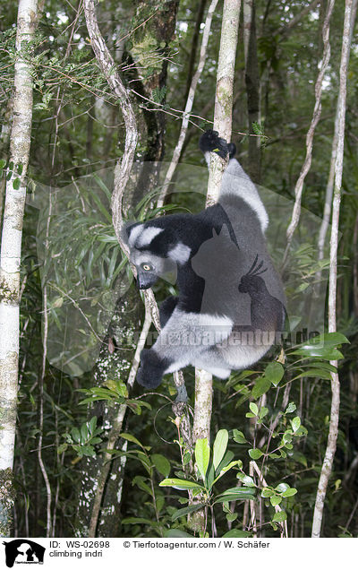 kletternder Indri / climbing indri / WS-02698